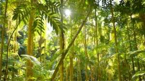 Tropical forests are losing ground more slowly, but the planet is still far from the proposed target